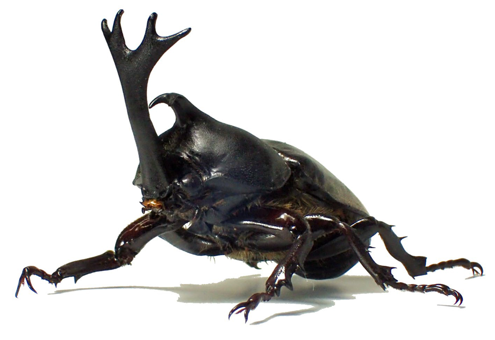カブトムシ