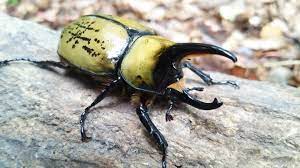 カブトムシ